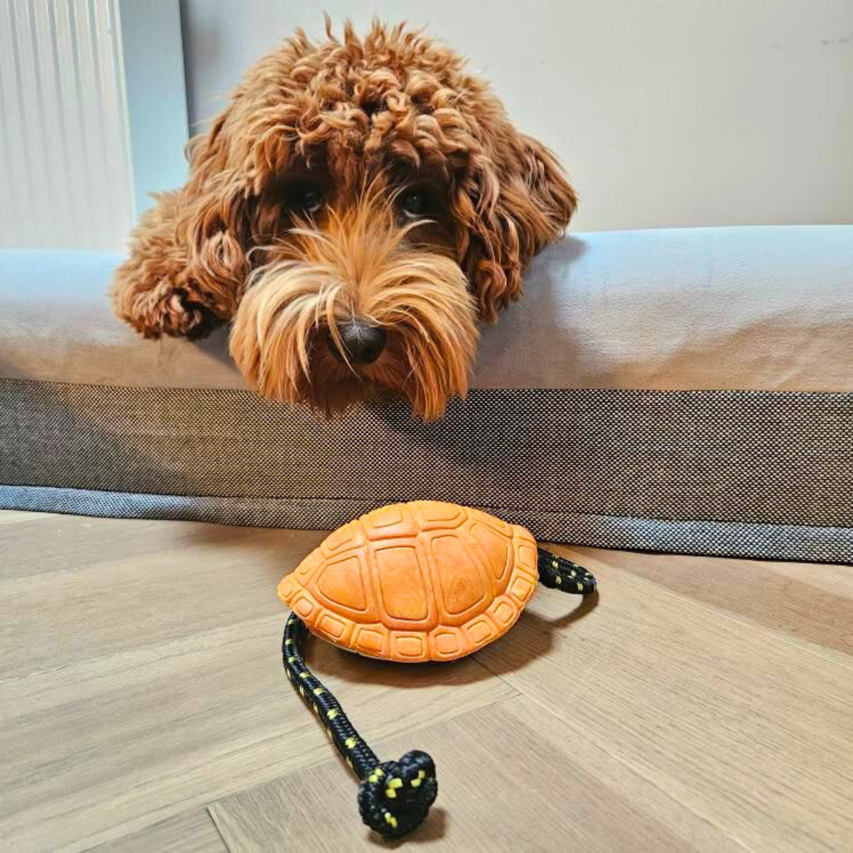 Hoe Zorg Ik Ervoor Dat Mijn Hond Minder Blaft?