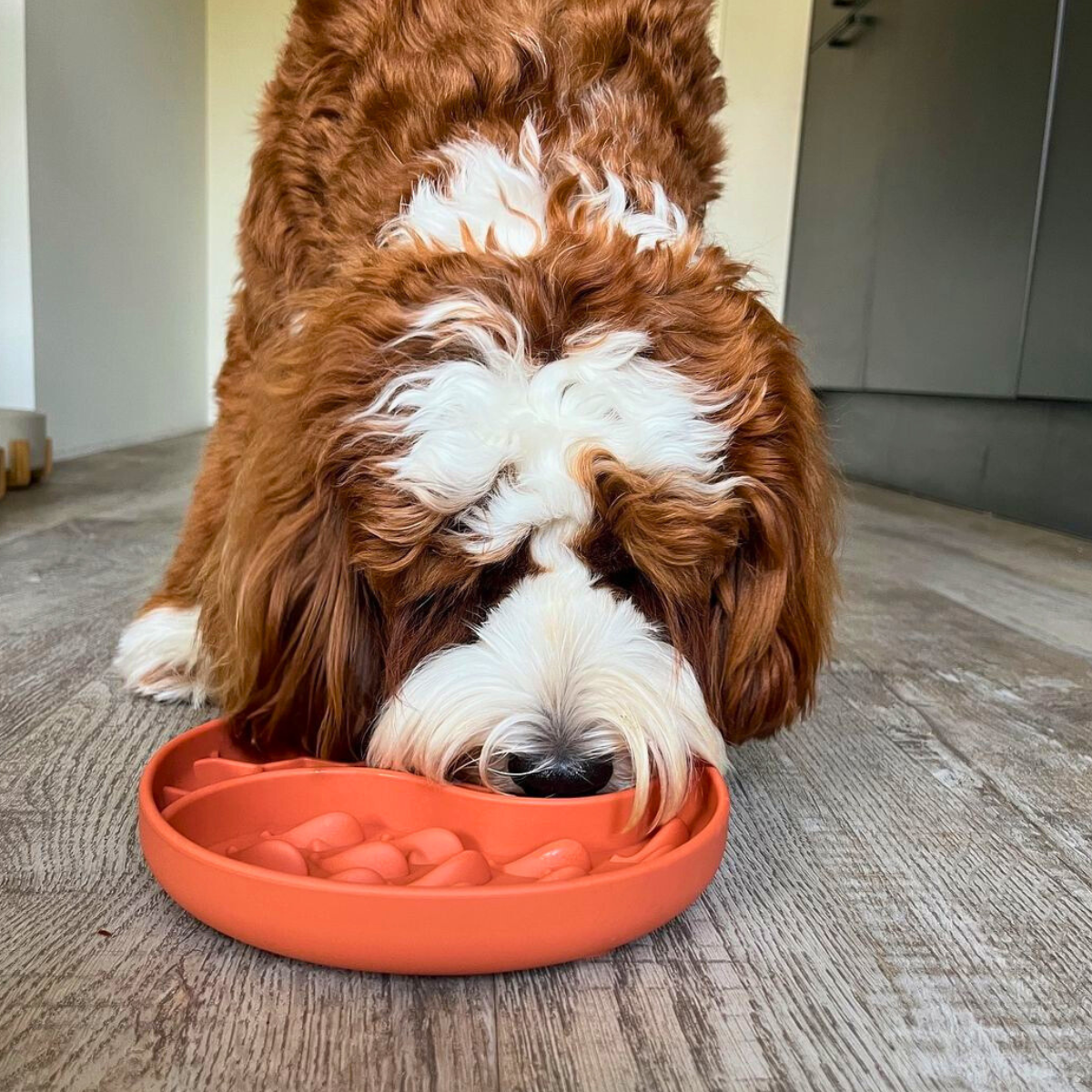 Anti-Schrokbak Hond | Voorkom Schrokken & Stimuleer Rust – HappyPaws