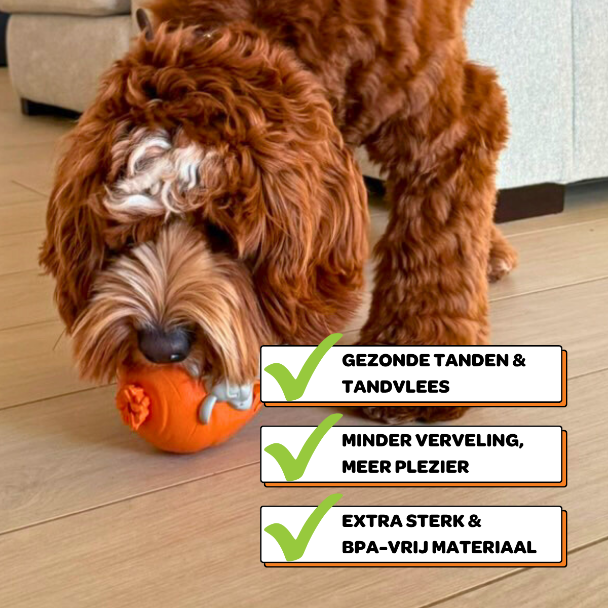 Rijn het Konijn