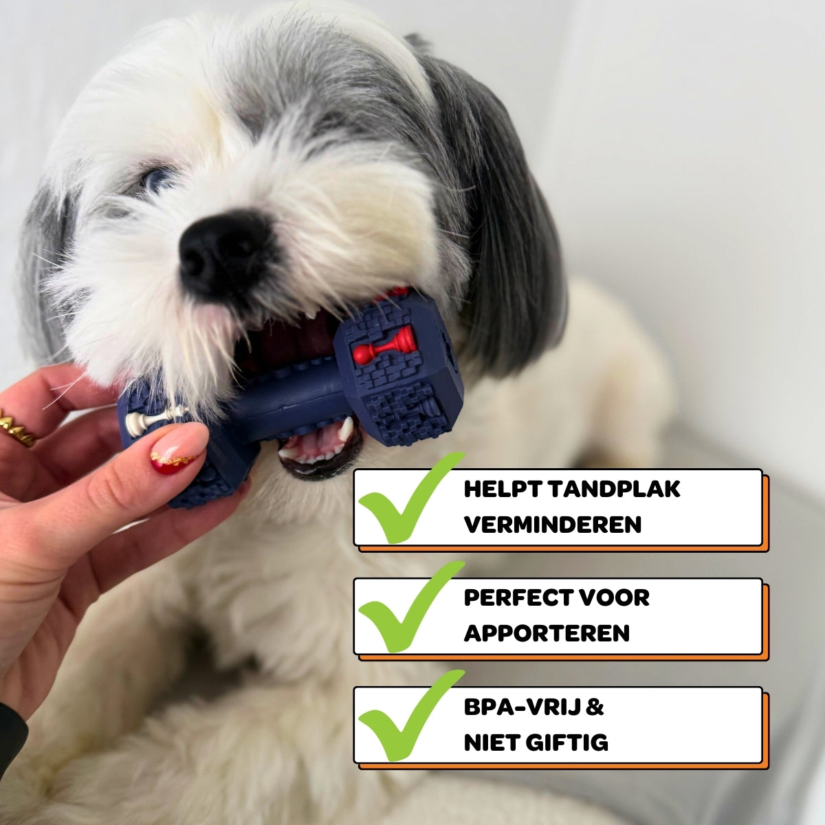 Arnold de Dumbbell - Maat S