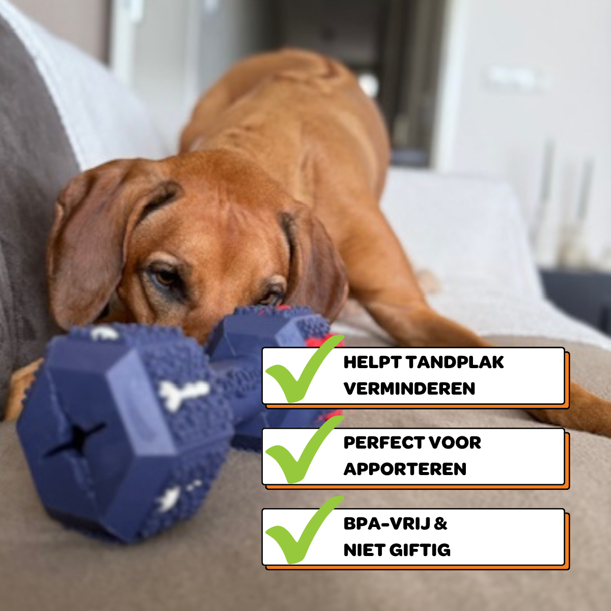Arnold de Dumbbell