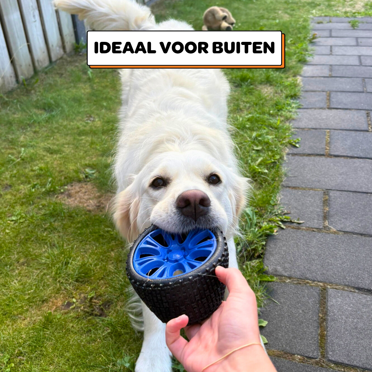 Walter het Wiel