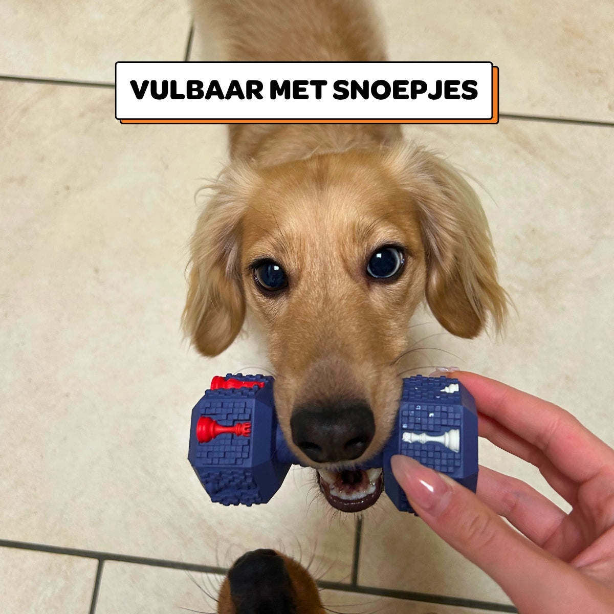 Arnold de Dumbbell - Maat S