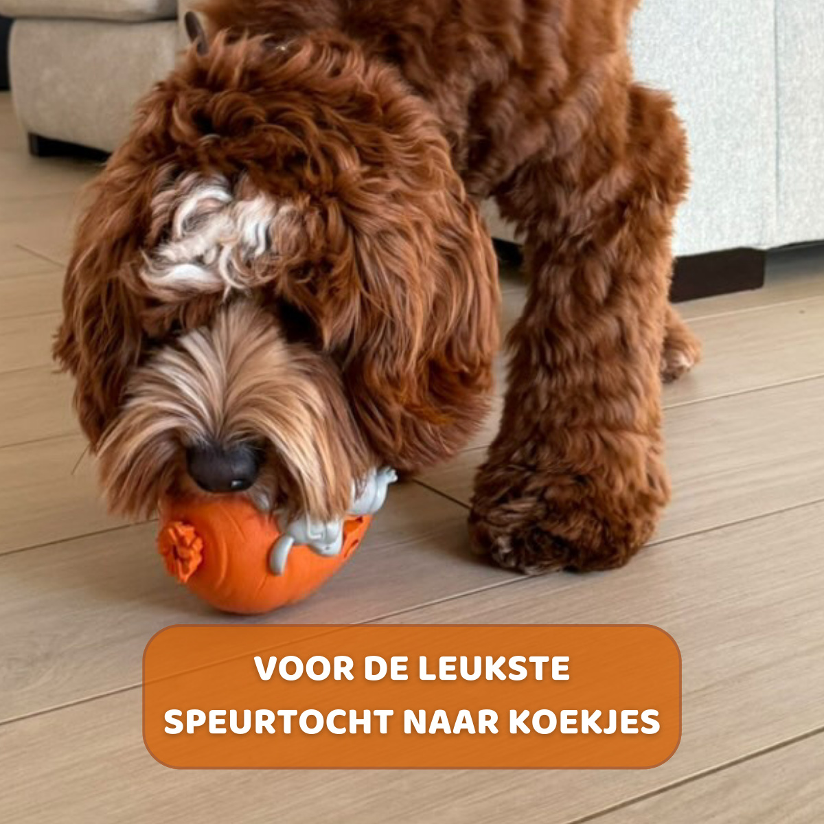 Rijn het Konijn