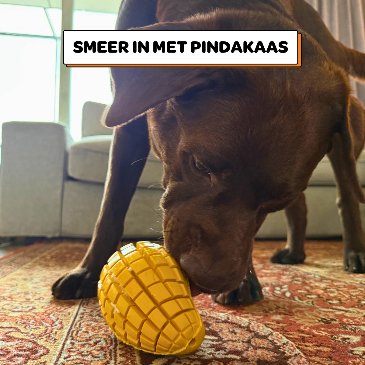Max de Mango