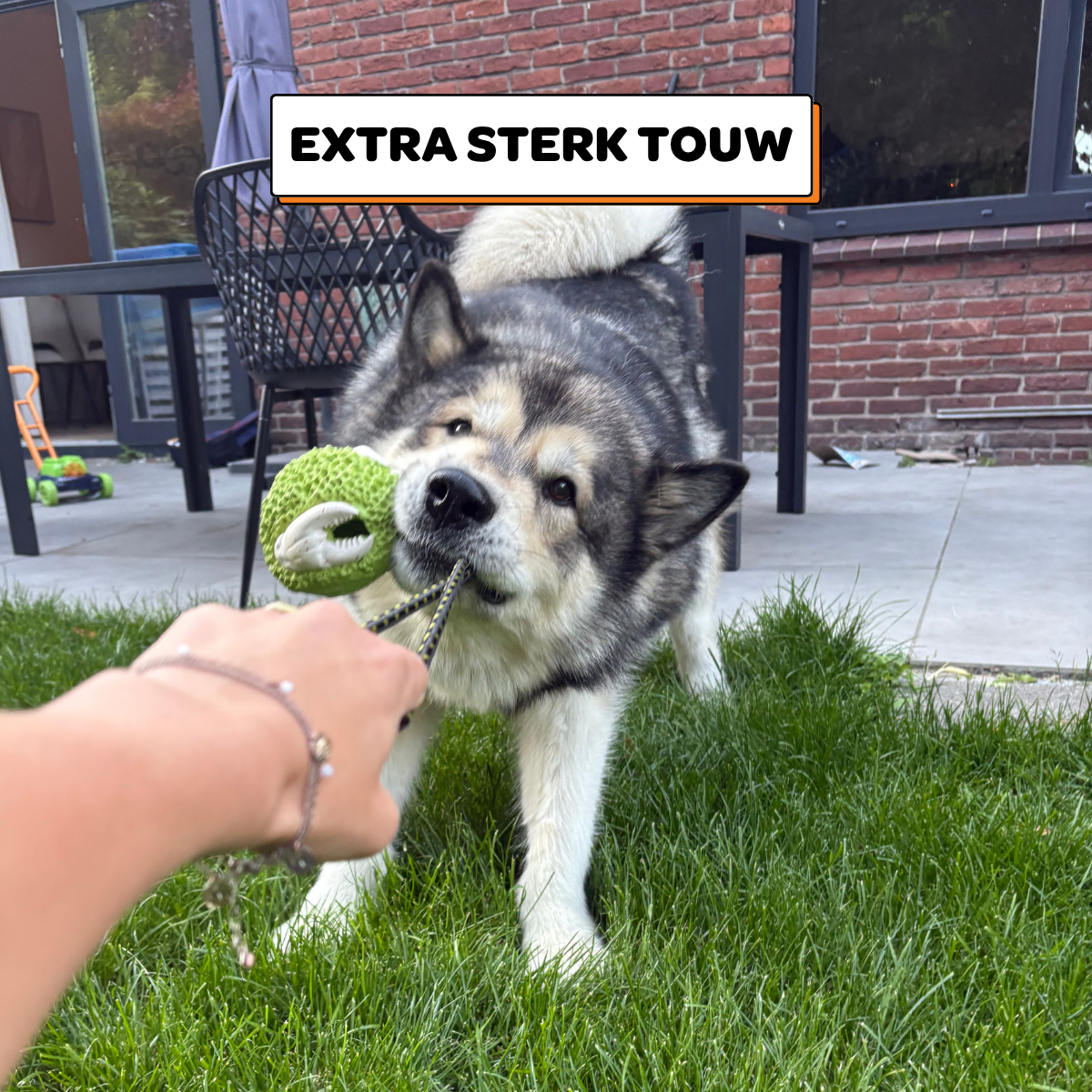 Octo het Koraalmonster