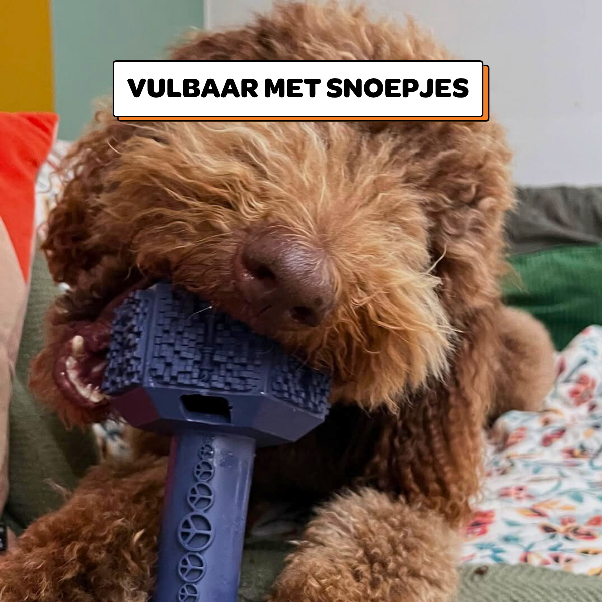 Arnold de Dumbbell