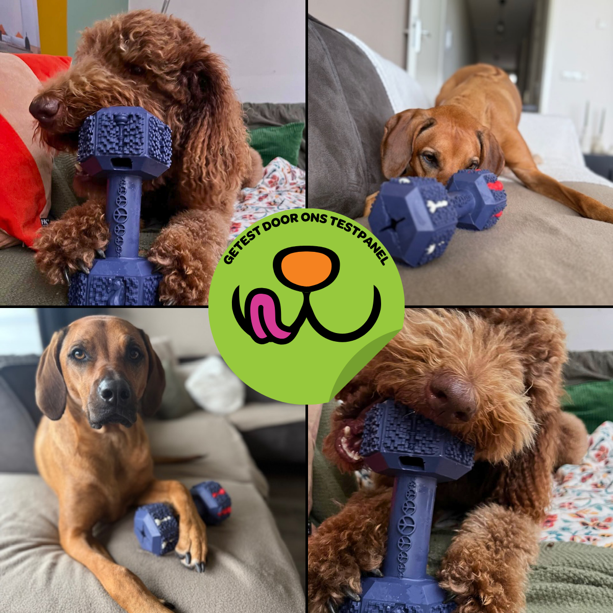 Arnold de Dumbbell