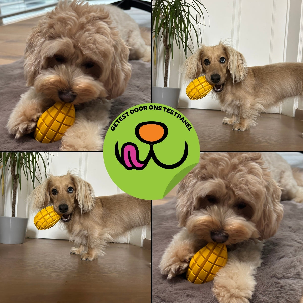 Max de Mango - Maat S