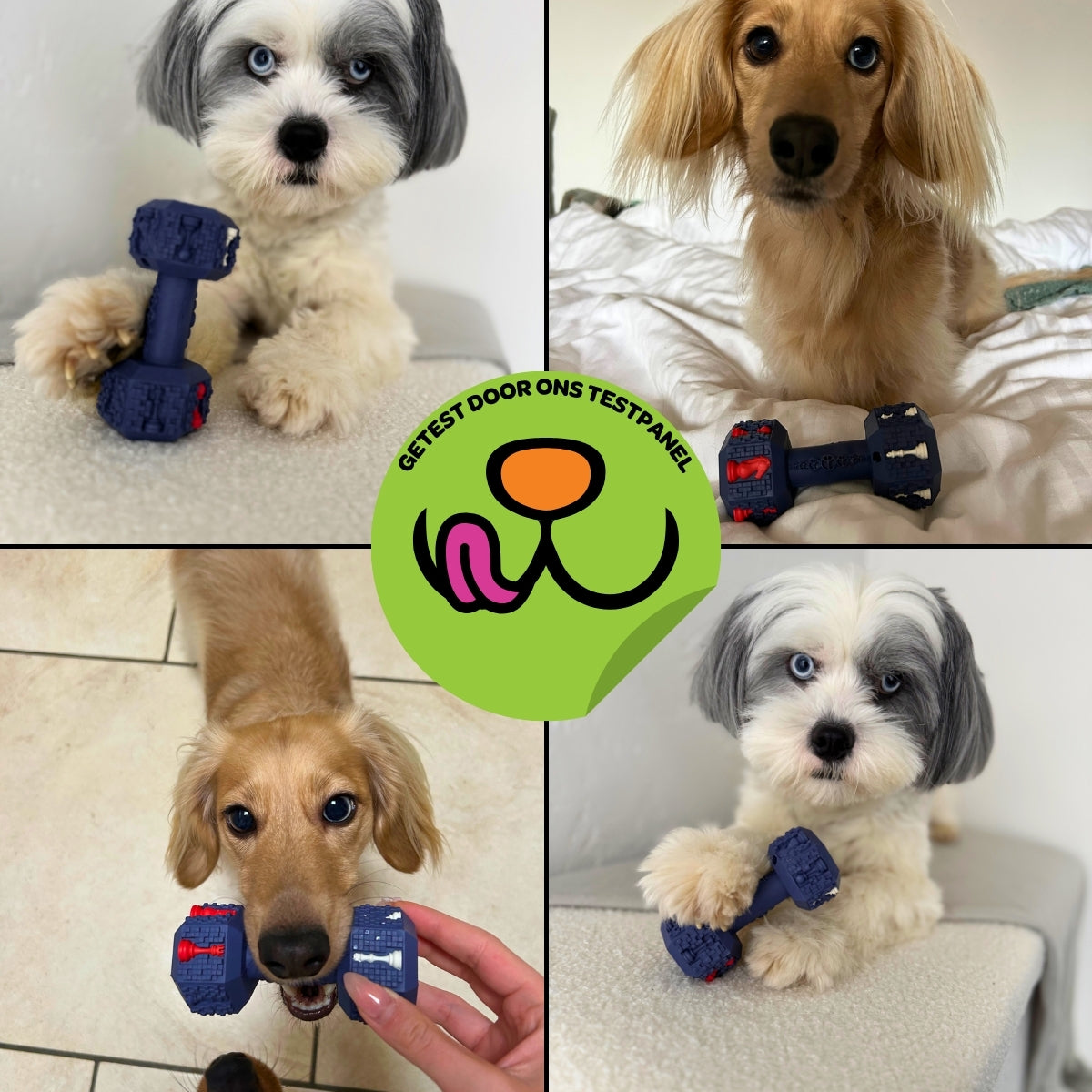 Arnold de Dumbbell - Maat S