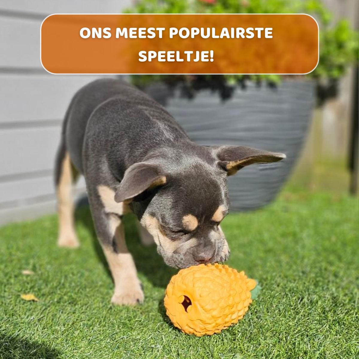 Hondenspeelgoed Anna de Ananas, Oersterk Hondenspeelgoed, Maat L, Maat S, Maat M, Hondespeelgoed In De Vorm Van Een Ananas, Geschikt voor Grote Honden, Meest Populairste Speeltje, Hond speelt met hondenspeeltje Anna de Ananas, Natuurlijk Rubber