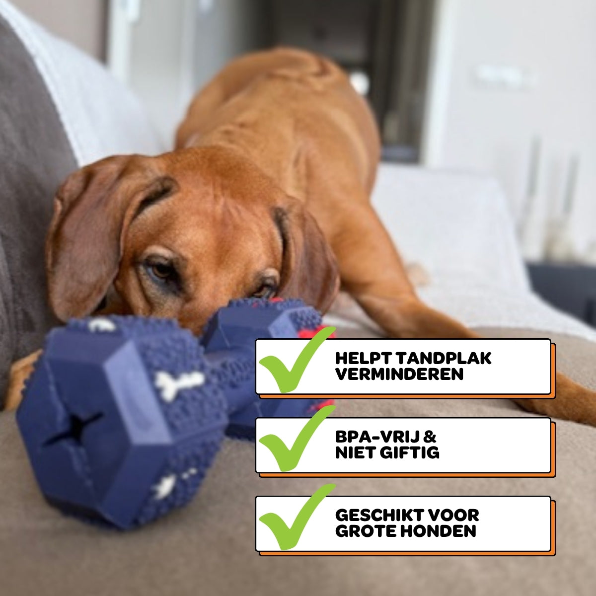 Arnold de Dumbbell - Maat L