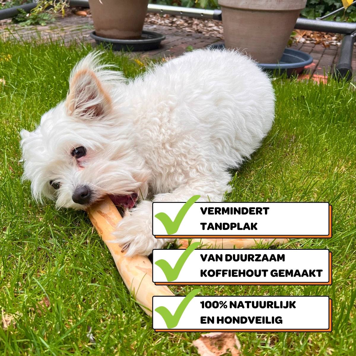 Koffiehouten Kauwstok - Maat M