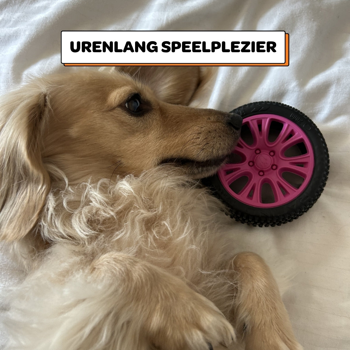 Walter het Wiel - Maat S/M